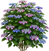 Mountain Hydrangea