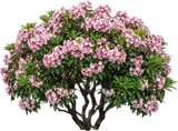Mountain Laurel