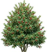 Nellie Stevens Holly