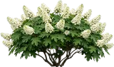 Oakleaf Hydrangea