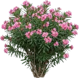 Pink Oleander