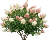 Panicle Hydrangea