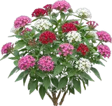 Egyptian Star Cluster (Pentas)