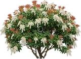 Pieris (Japanese Andromeda)