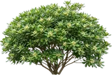 Japanese Pittosporum