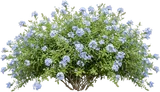 Blue Plumbago