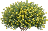 Potentilla (Cinquefoil)