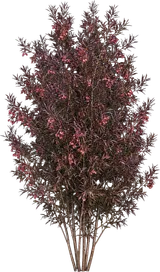 Purple Hopseed Bush