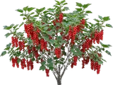 Red Currant