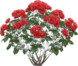 Red Drift Rose