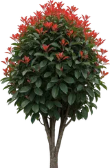 Red Tip Photinia