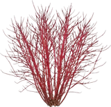 Red Twig Dogwood