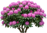 Pink Rhododendron