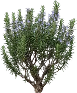 Rosemary