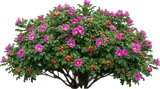 Rugosa Rose