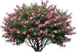 Sasanqua Camellia