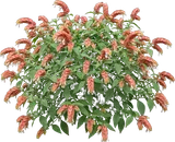 Shrimp Plant