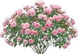 Shrub Rose