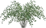 Snowberry