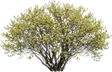 Spicebush