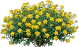 St. John's Wort