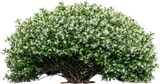 Confederate Jasmine