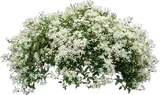 Sweet Autumn Clematis
