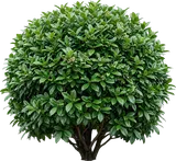 Sweet Viburnum