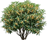 Fragrant Tea Olive