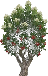 Toyon (California Holly)