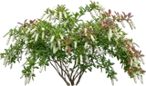 Virginia Sweetspire