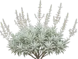 White Sage