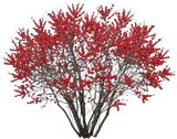 Winterberry Holly