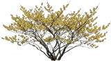 Witch Hazel