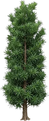 Yew Pine (Podocarpus)