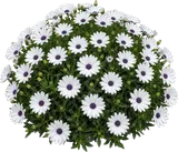 African Daisy