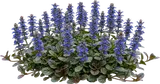 Bugleweed