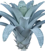 Silver Bromeliad (Alcantarea)