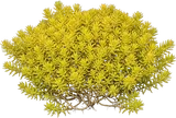 Angelina Stonecrop