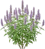 Anise Hyssop