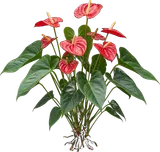 Anthurium