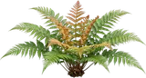 Autumn Fern