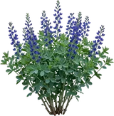 False Indigo