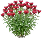 Bee Balm