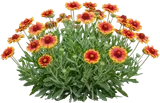 Blanket Flower