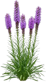 Blazing Star