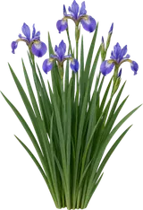 Blue Flag Iris