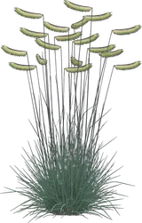 Blue Grama Grass (Blonde Ambition)