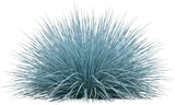 Blue Oat Grass