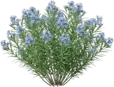 Blue Star